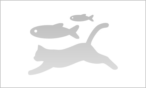 ねことさかな