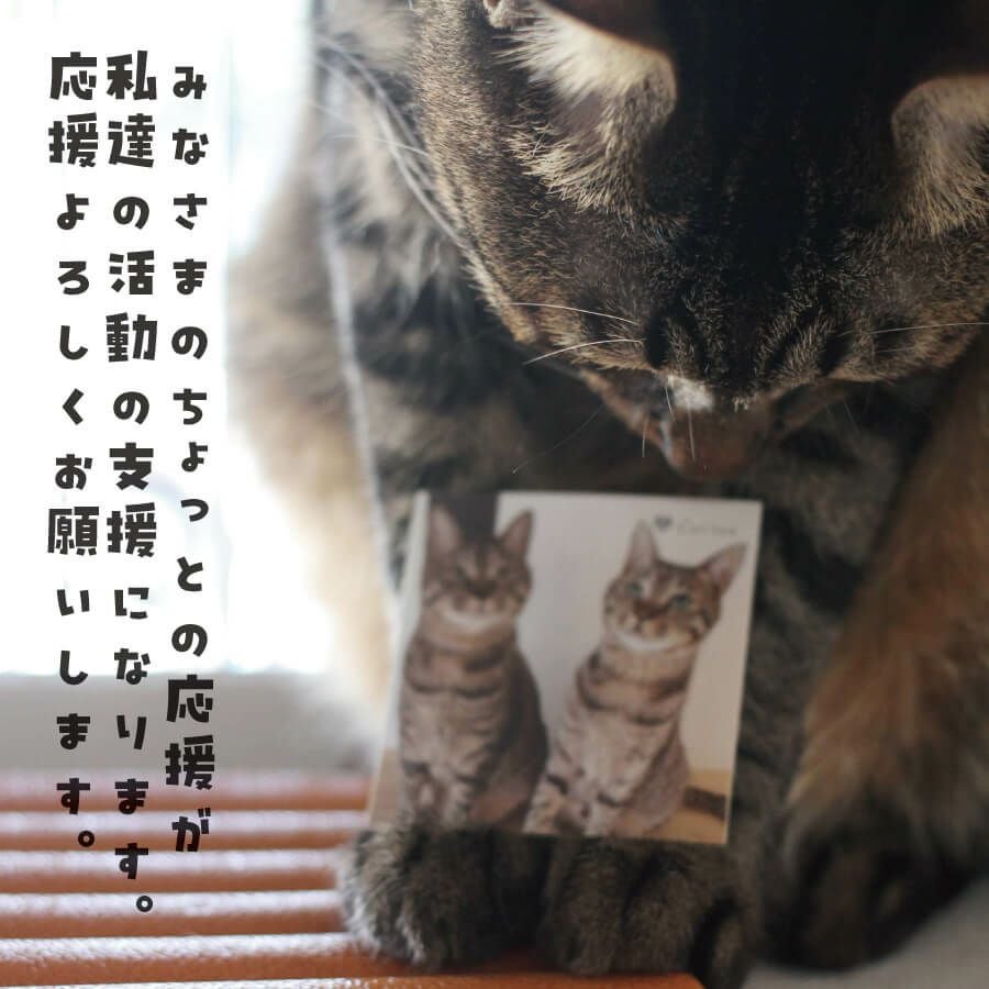 第二弾】Cattonオリジナルステッカー | Cattonオンラインショップ